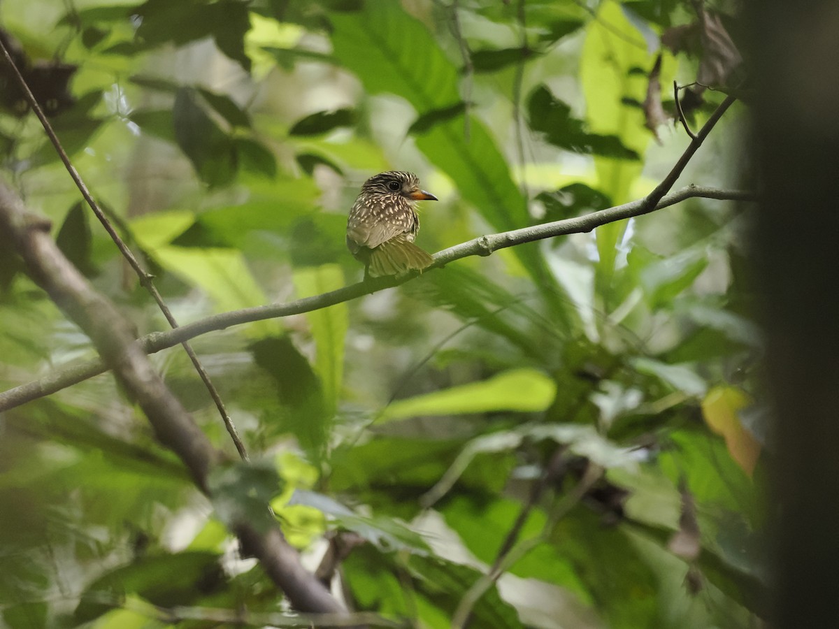 White-chested Puffbird - ML629881489