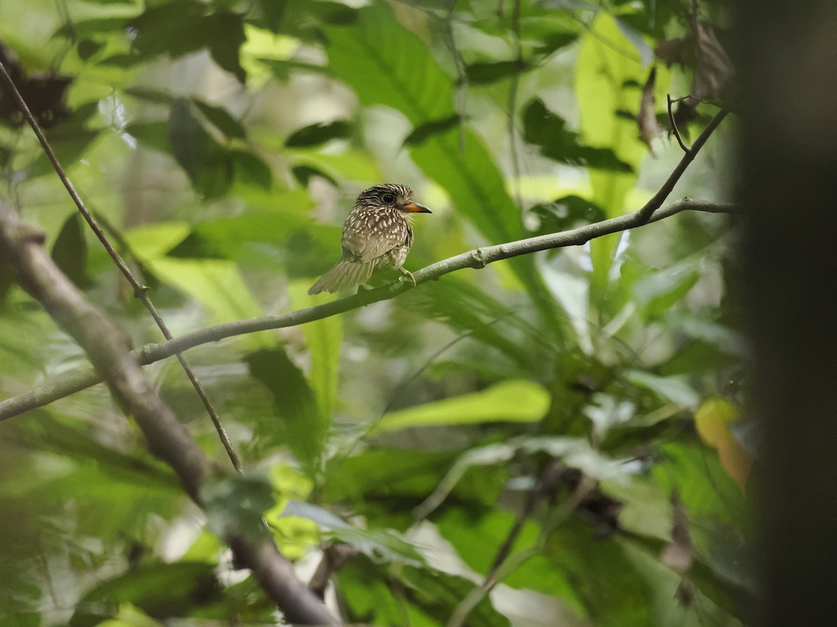 White-chested Puffbird - ML629881490
