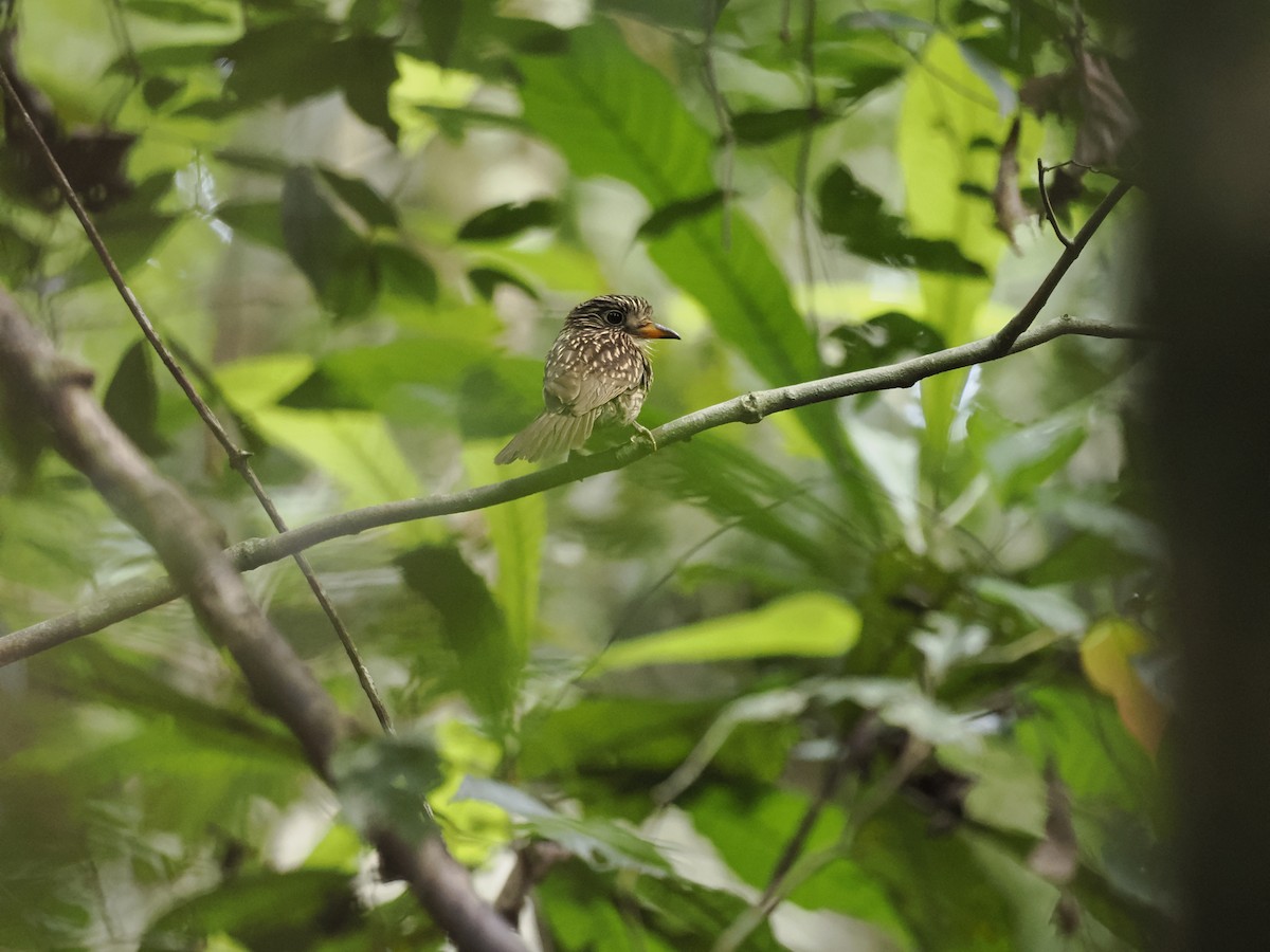 White-chested Puffbird - ML629881492