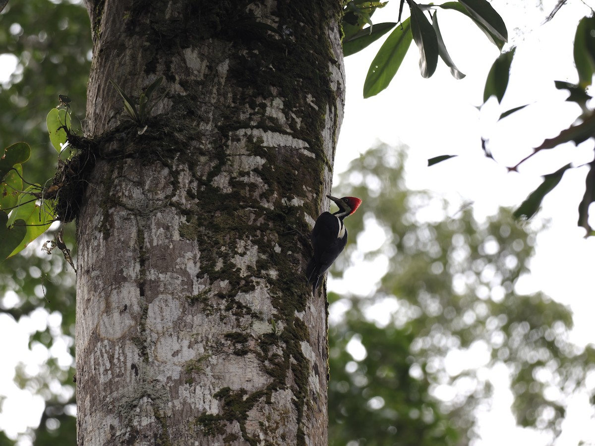 Crimson-crested Woodpecker - ML629881516