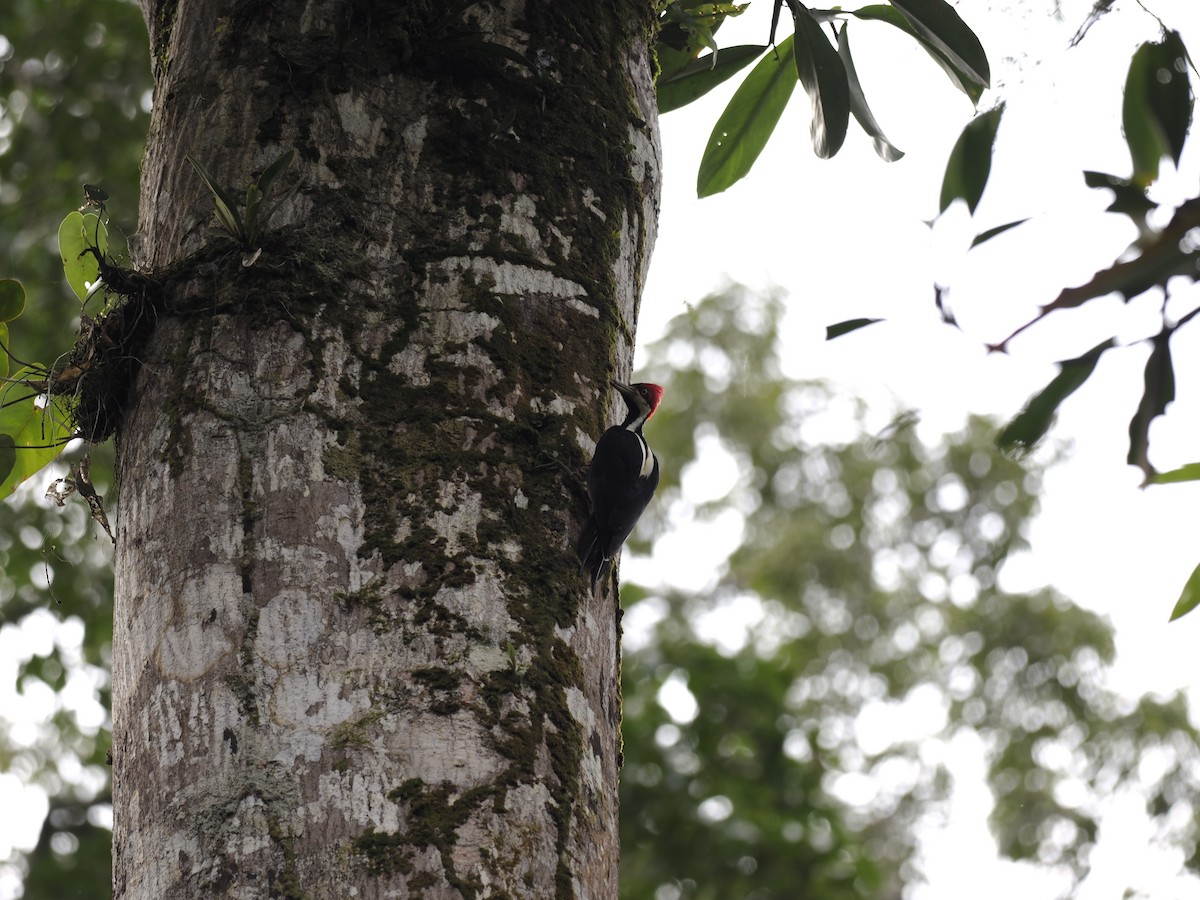 Crimson-crested Woodpecker - ML629881518