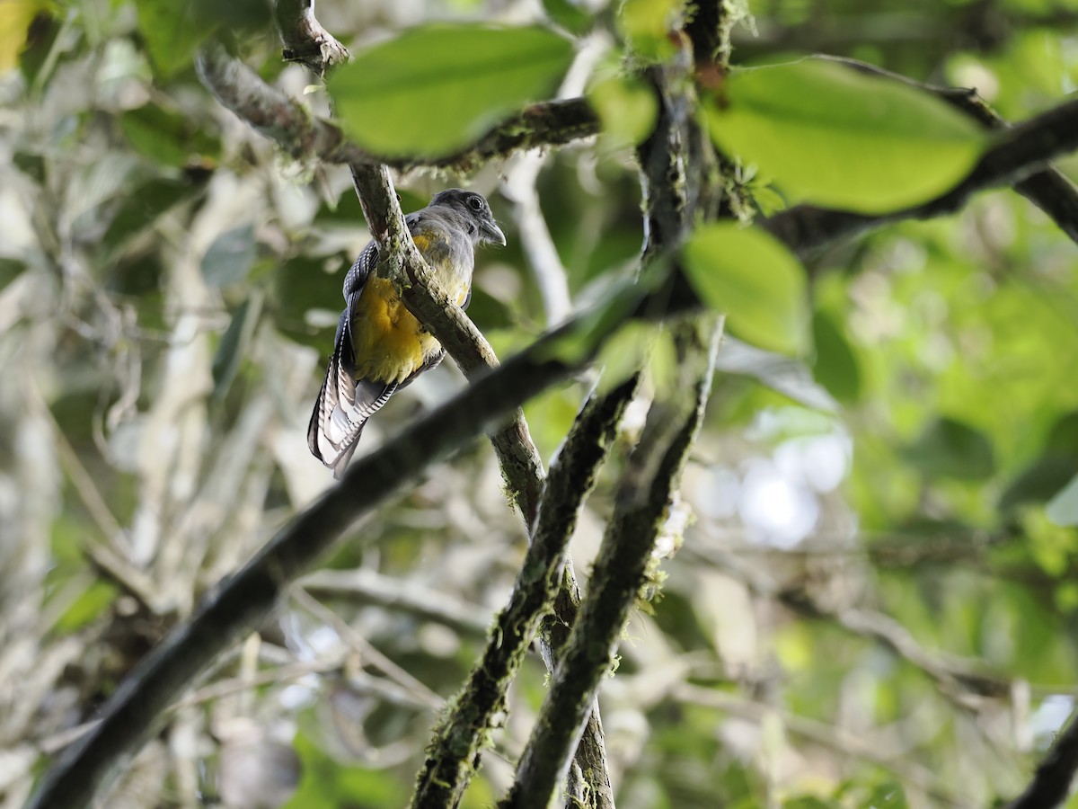 Green-backed Trogon - ML629881525