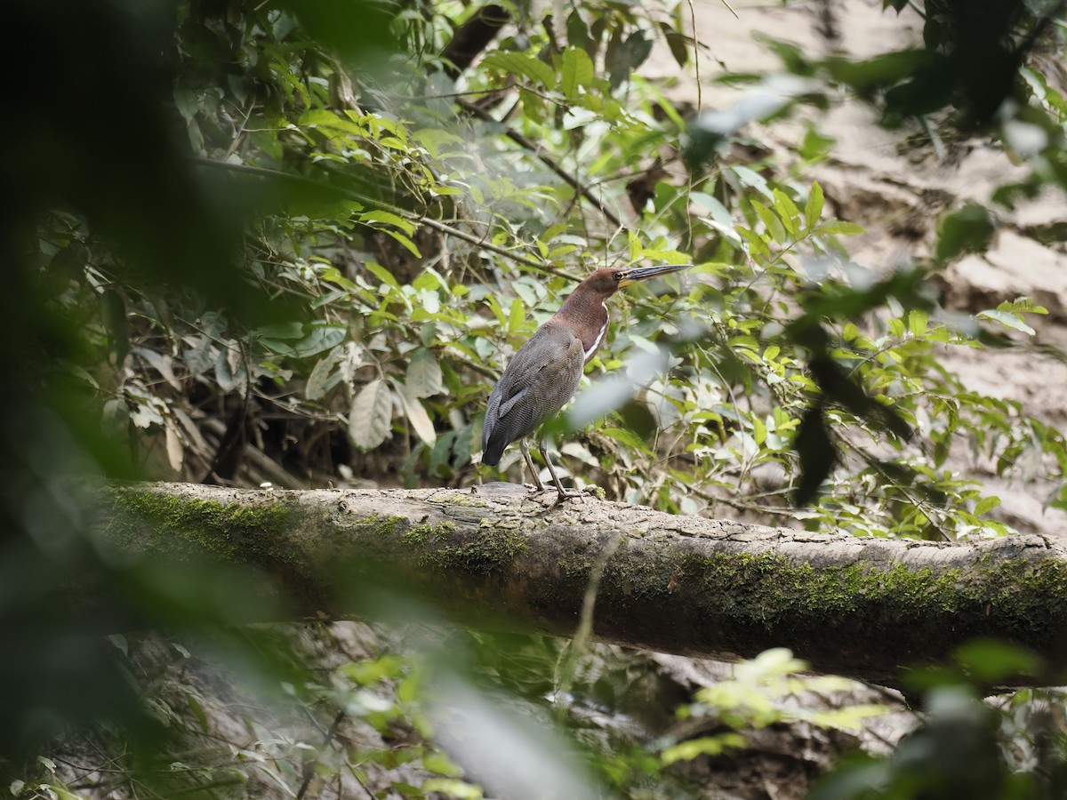 Rufescent Tiger-Heron - ML629881536