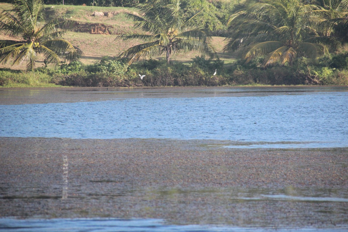 Great Egret - ML629881548