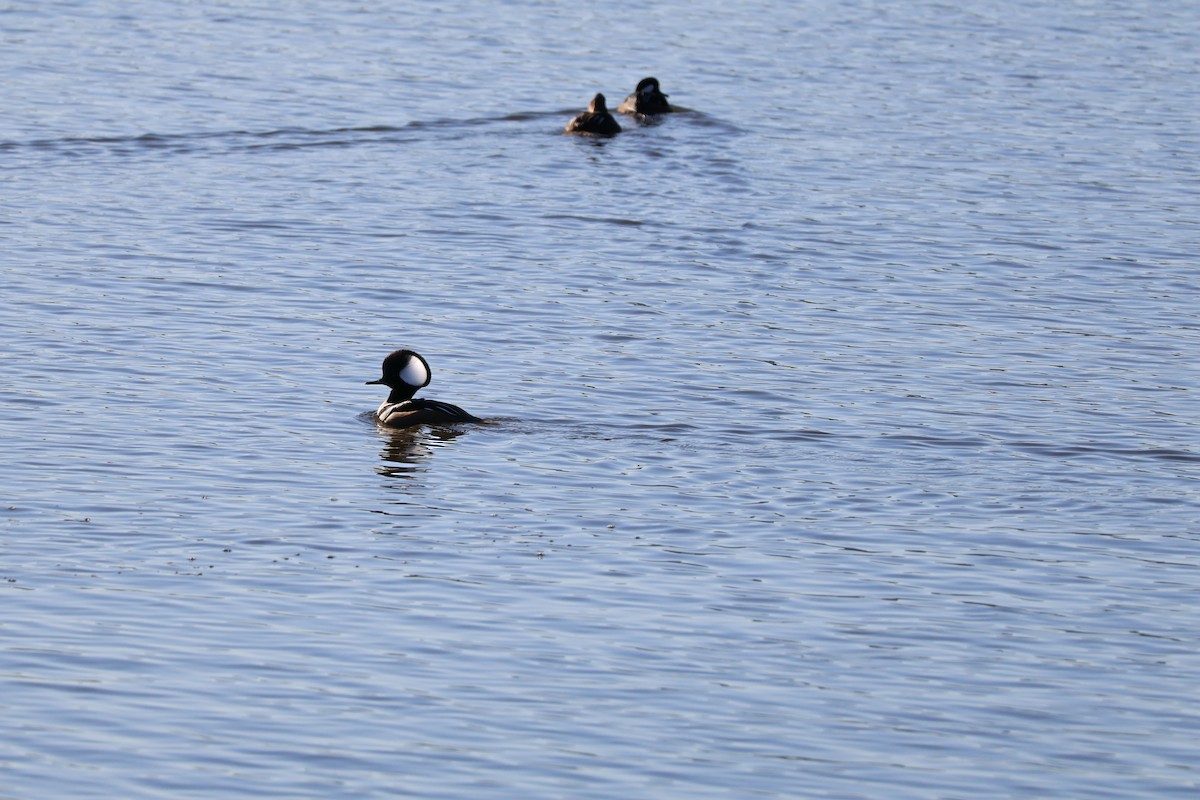 Hooded Merganser - ML629881720