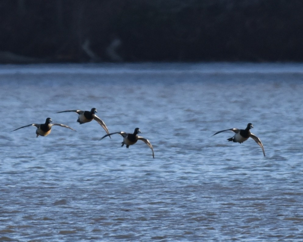 Ring-necked Duck - ML629881881