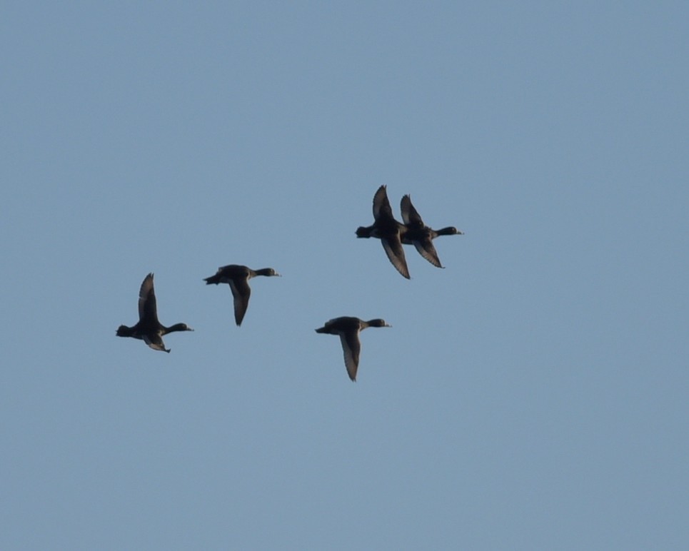 Ring-necked Duck - ML629881882