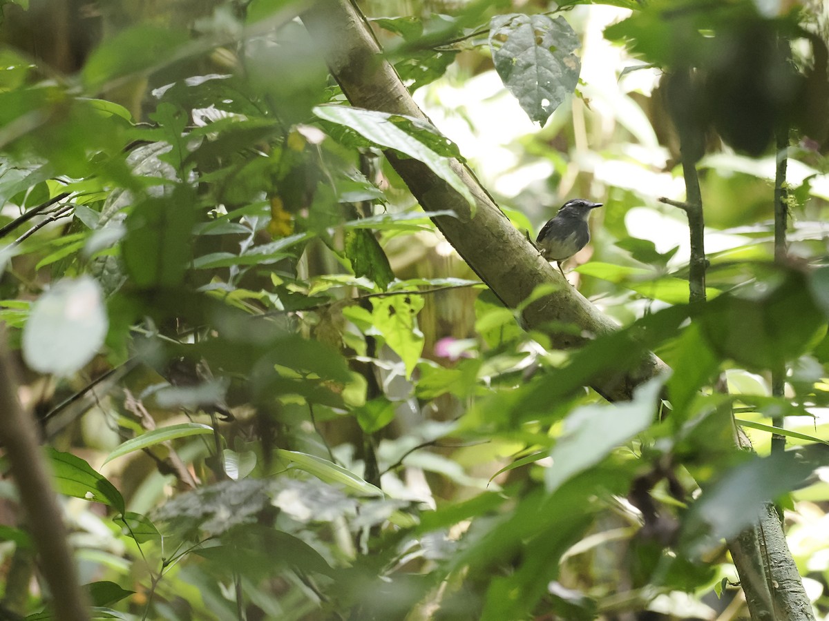 Ash-throated Gnateater - ML629881976