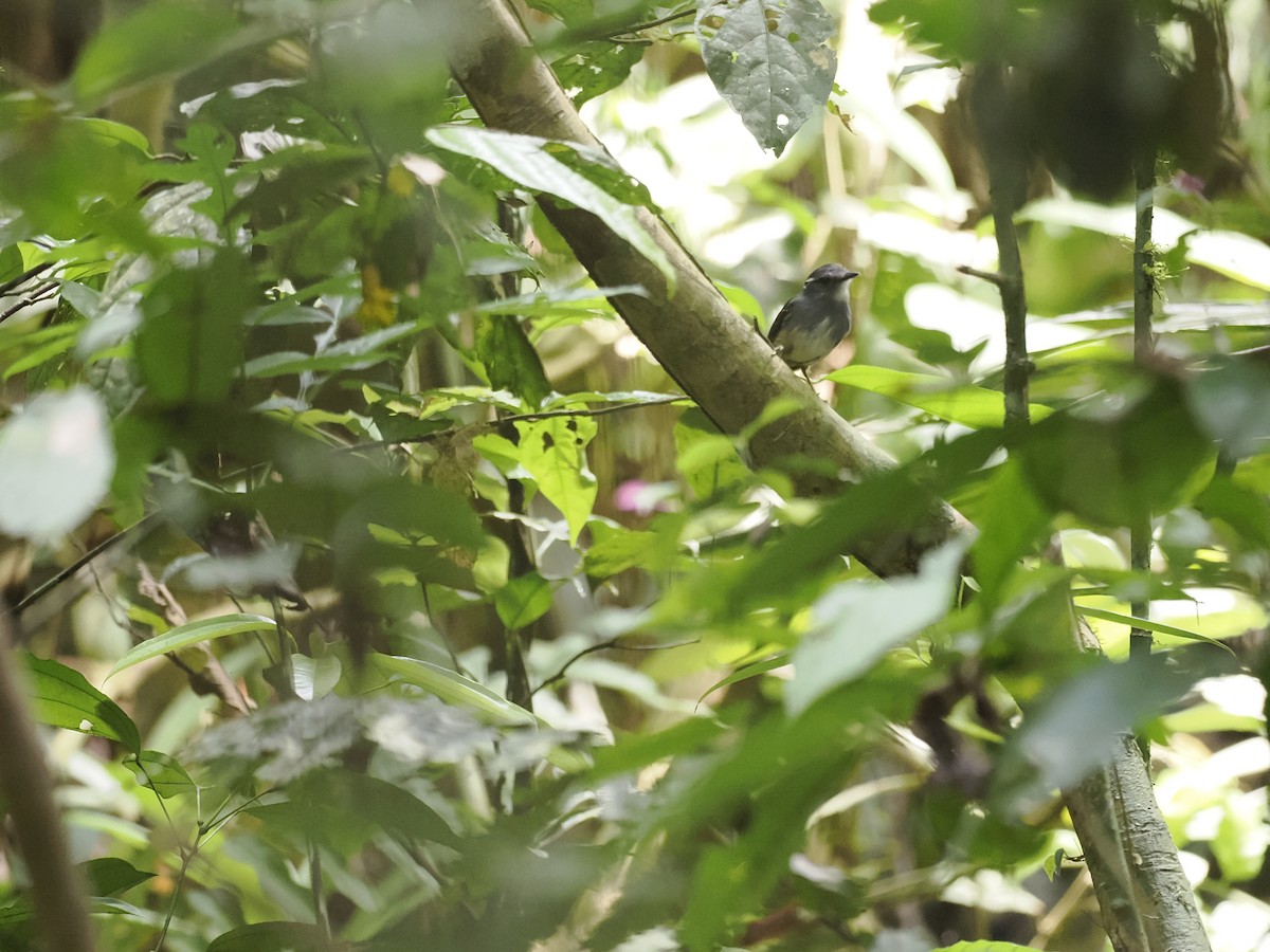 Ash-throated Gnateater - ML629881977