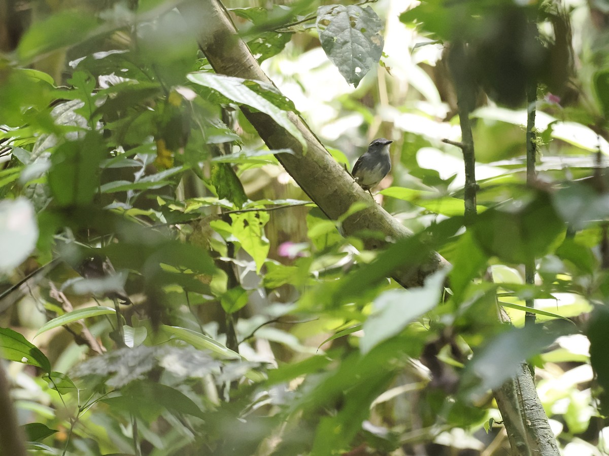 Ash-throated Gnateater - ML629881978