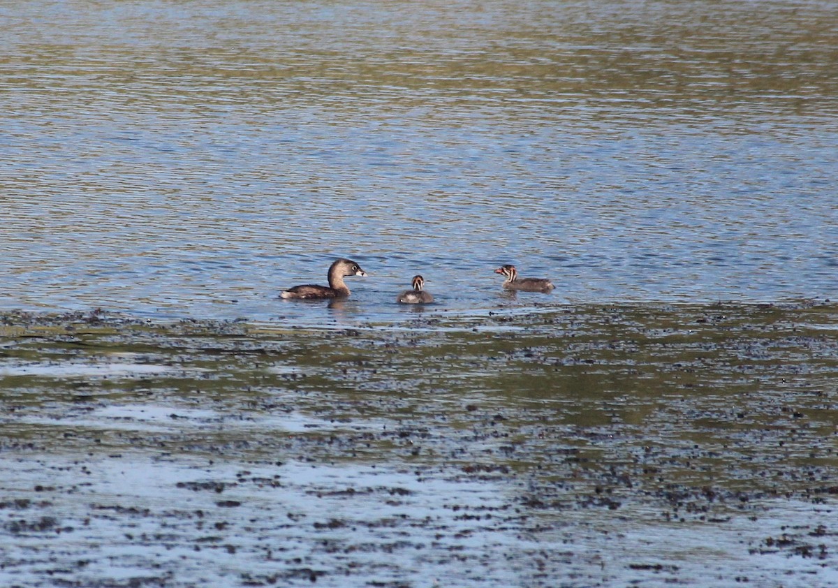 Pied-billed Grebe - ML629882067