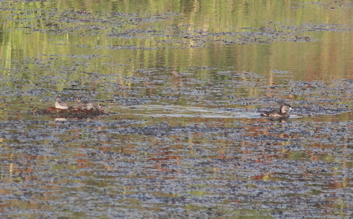 Pied-billed Grebe - Justin Sealy