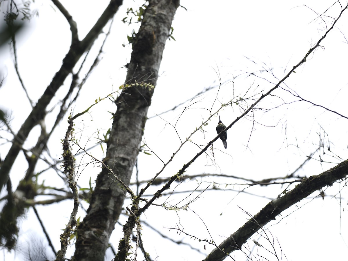 Purplish Jacamar - ML629882120