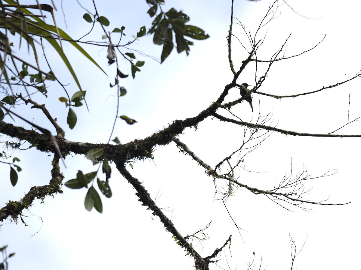 Purplish Jacamar - ML629882121