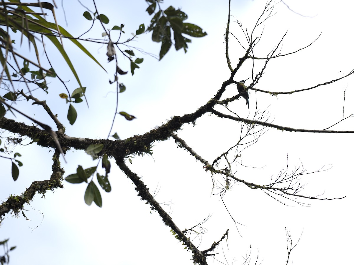 Purplish Jacamar - ML629882122