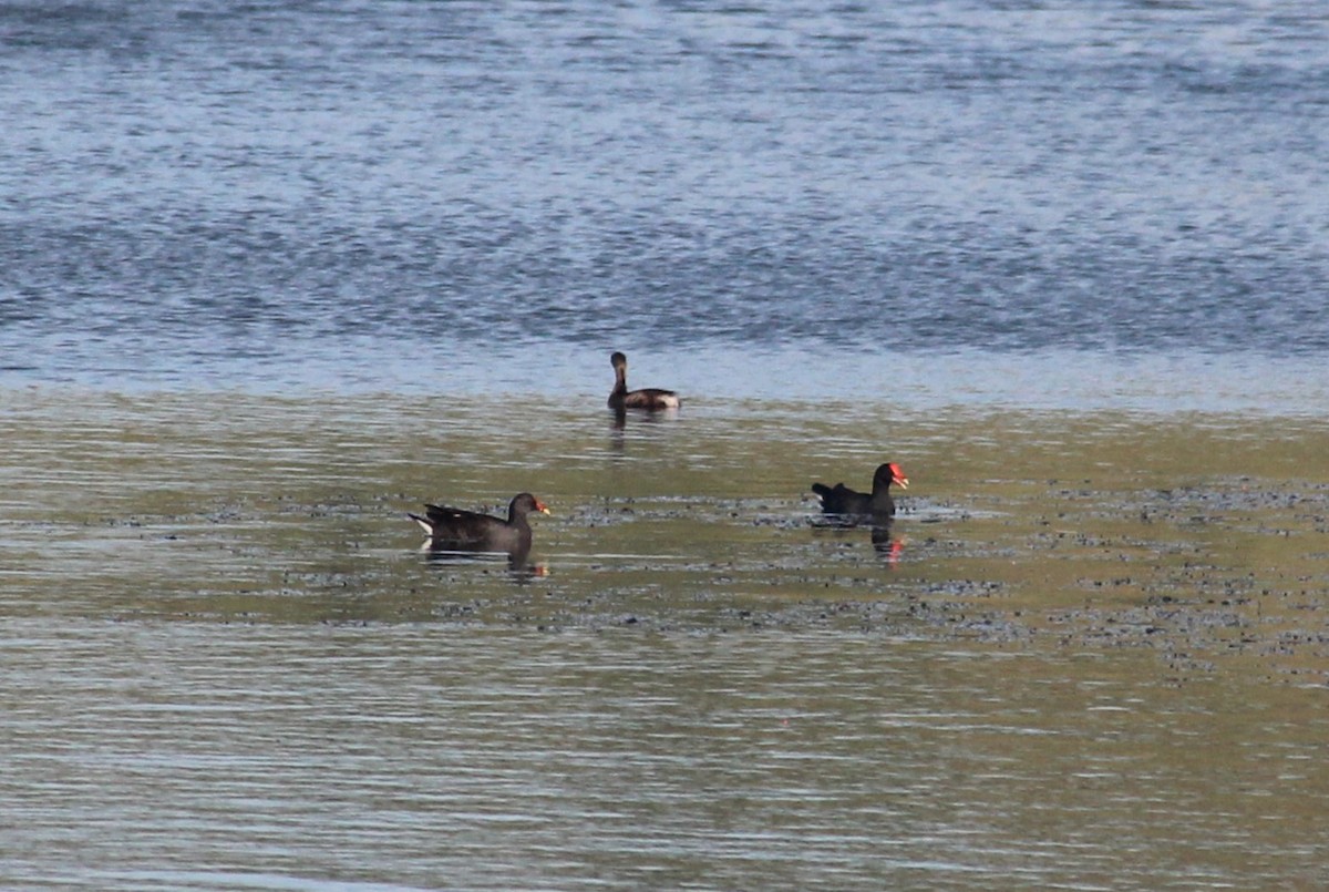 Common Gallinule - ML629882374
