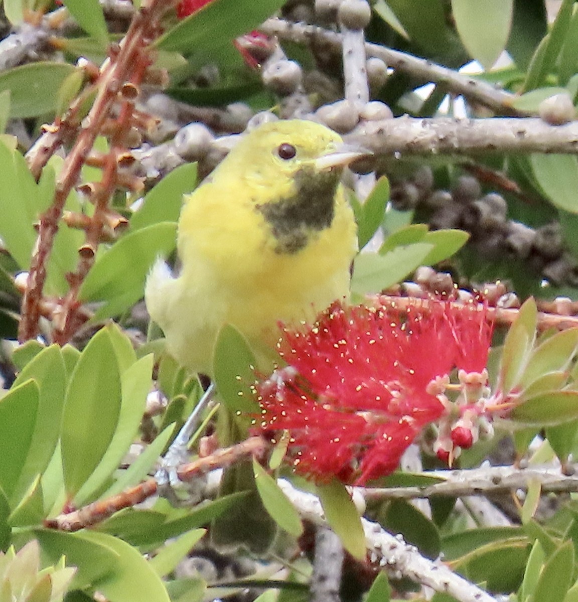 Orchard Oriole - ML629882563