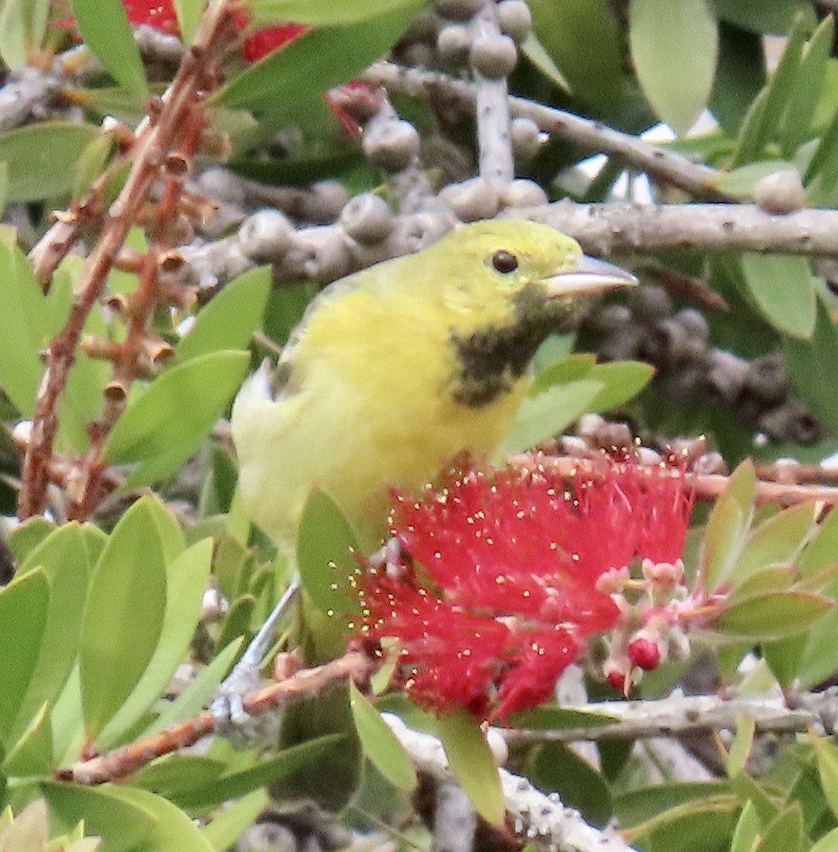 Orchard Oriole - ML629882564