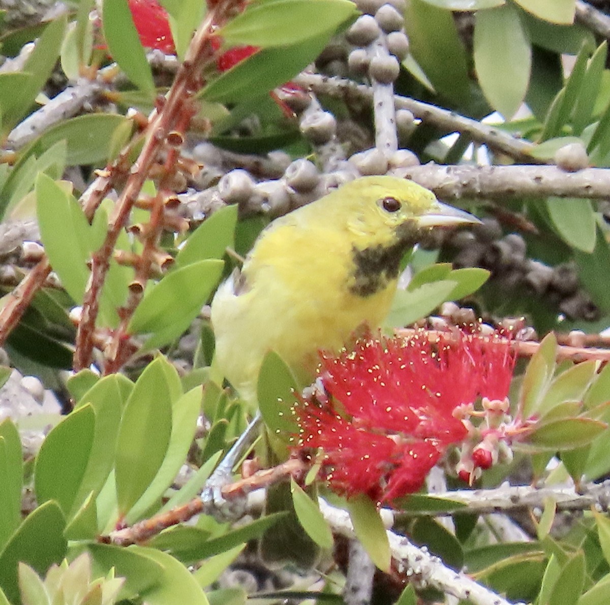 Orchard Oriole - ML629882565