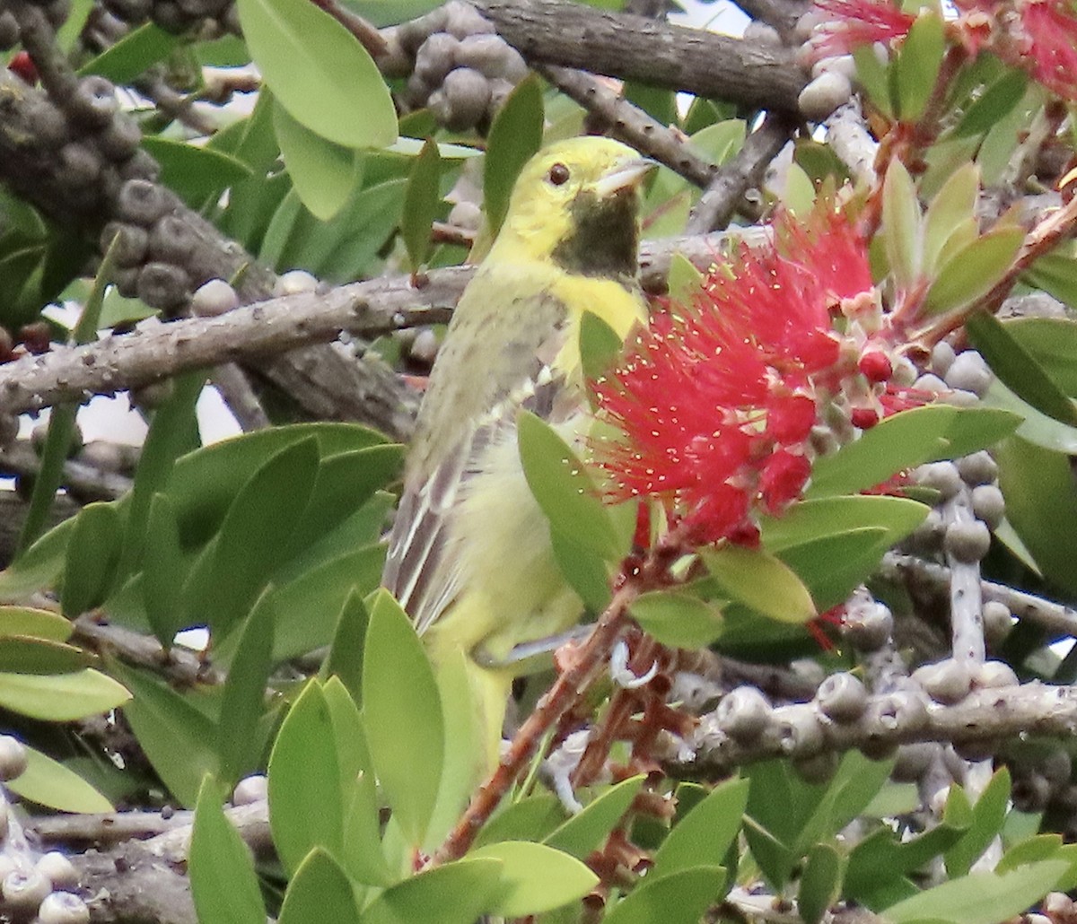 Orchard Oriole - ML629882566