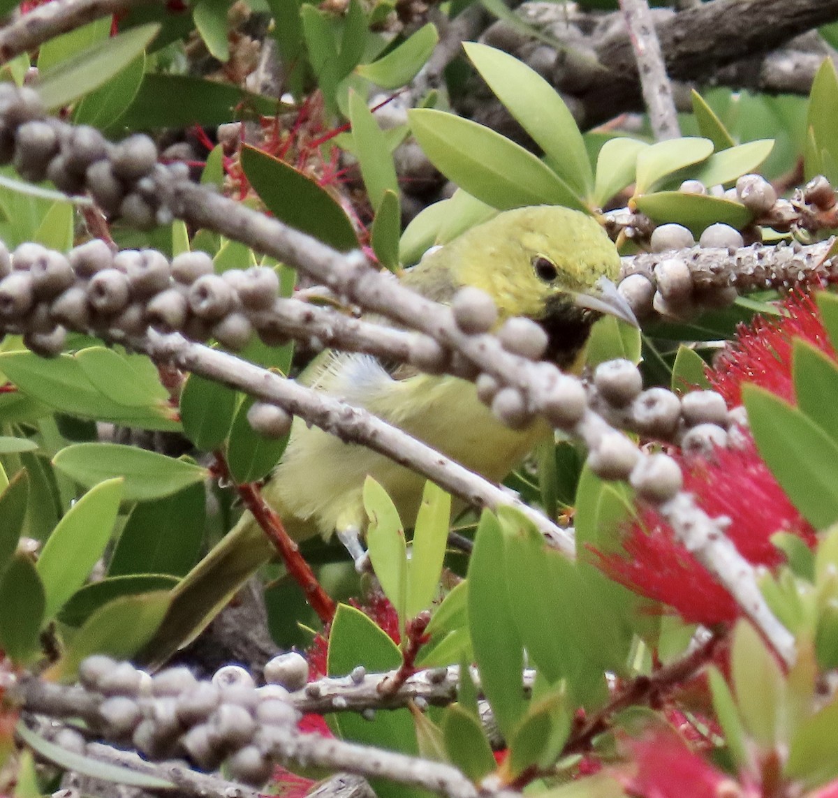 Orchard Oriole - ML629882567