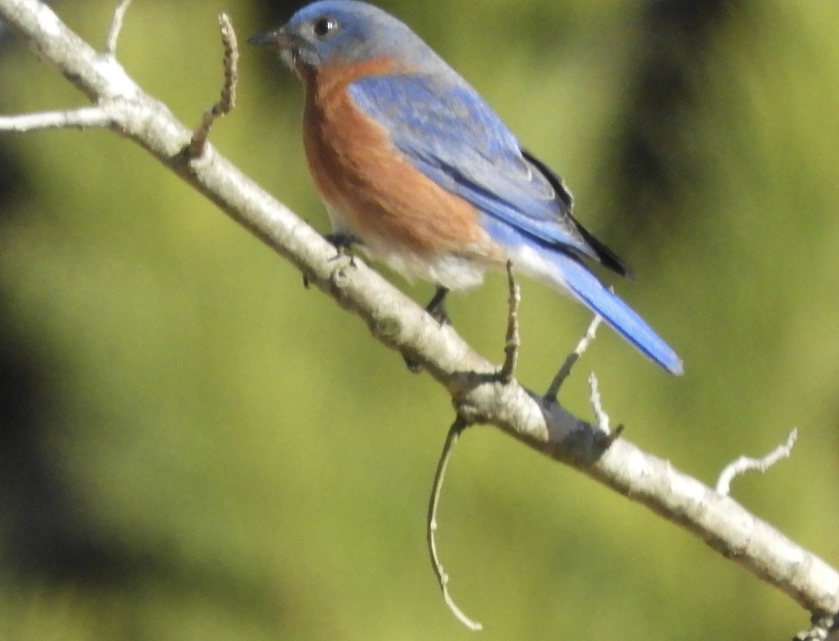 Eastern Bluebird - ML629882590