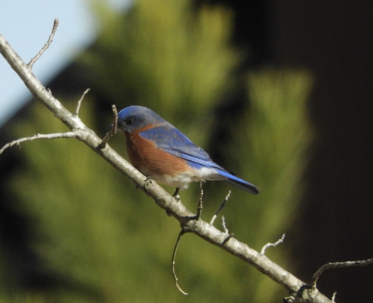 Eastern Bluebird - ML629882591