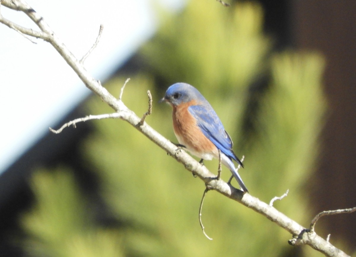 Eastern Bluebird - ML629882592