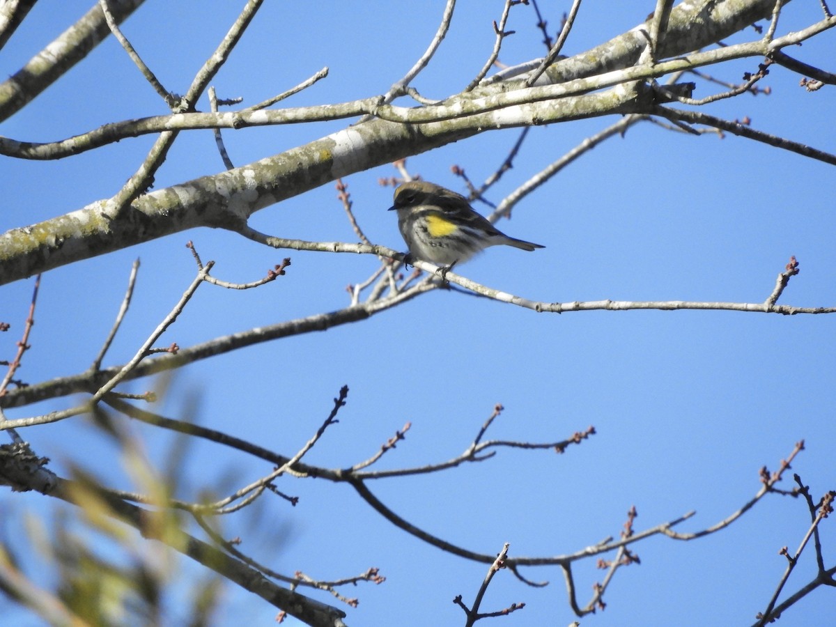 Yellow-rumped Warbler - ML629882649