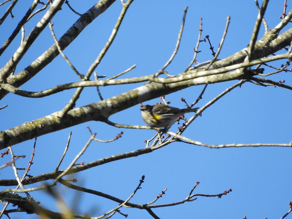 Yellow-rumped Warbler - ML629882650