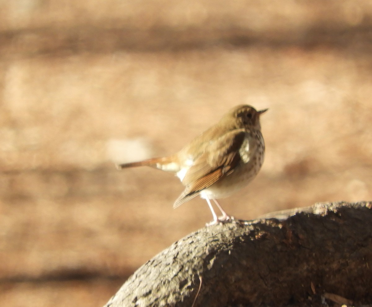 Hermit Thrush - ML629882659