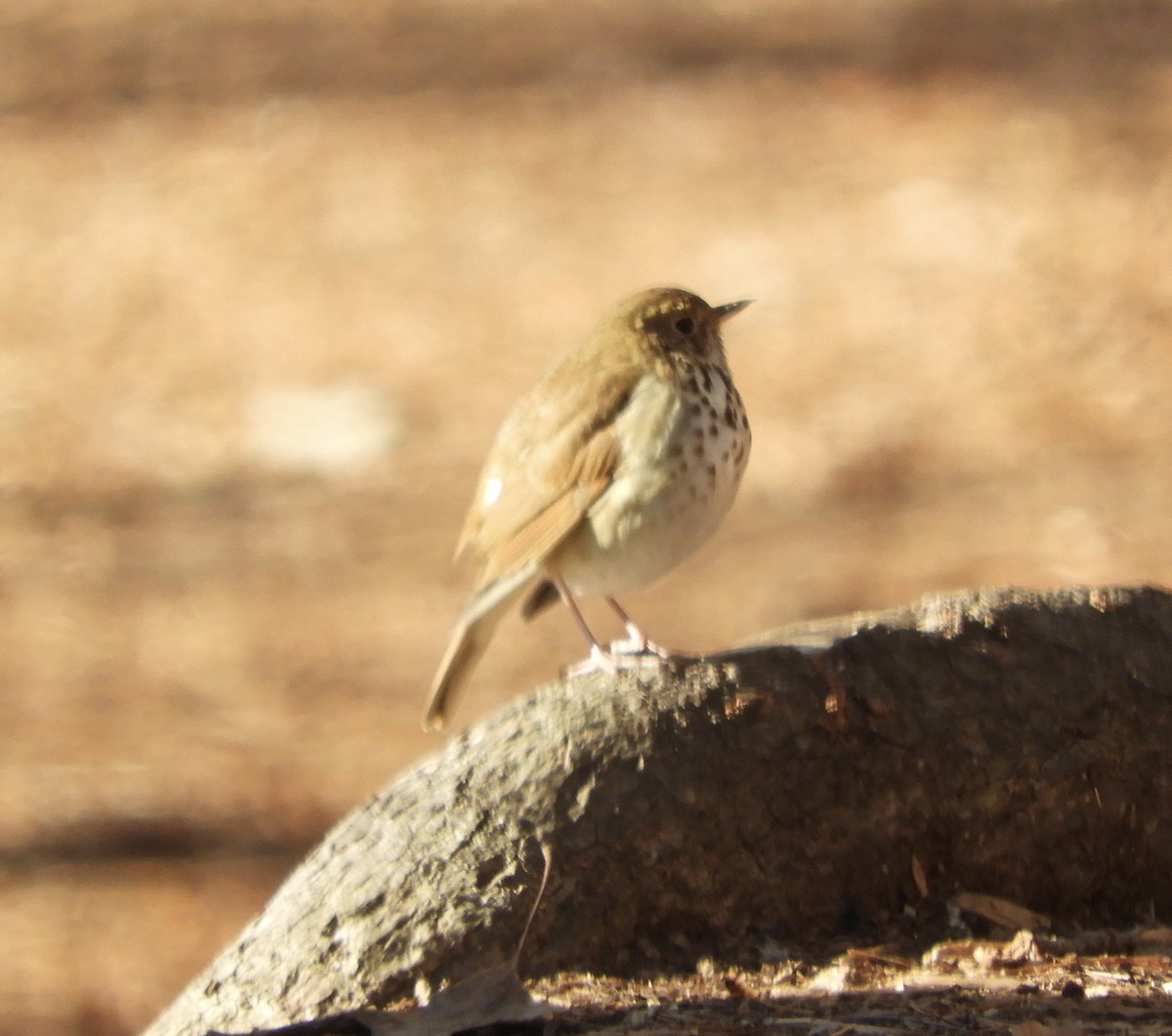 Hermit Thrush - ML629882660