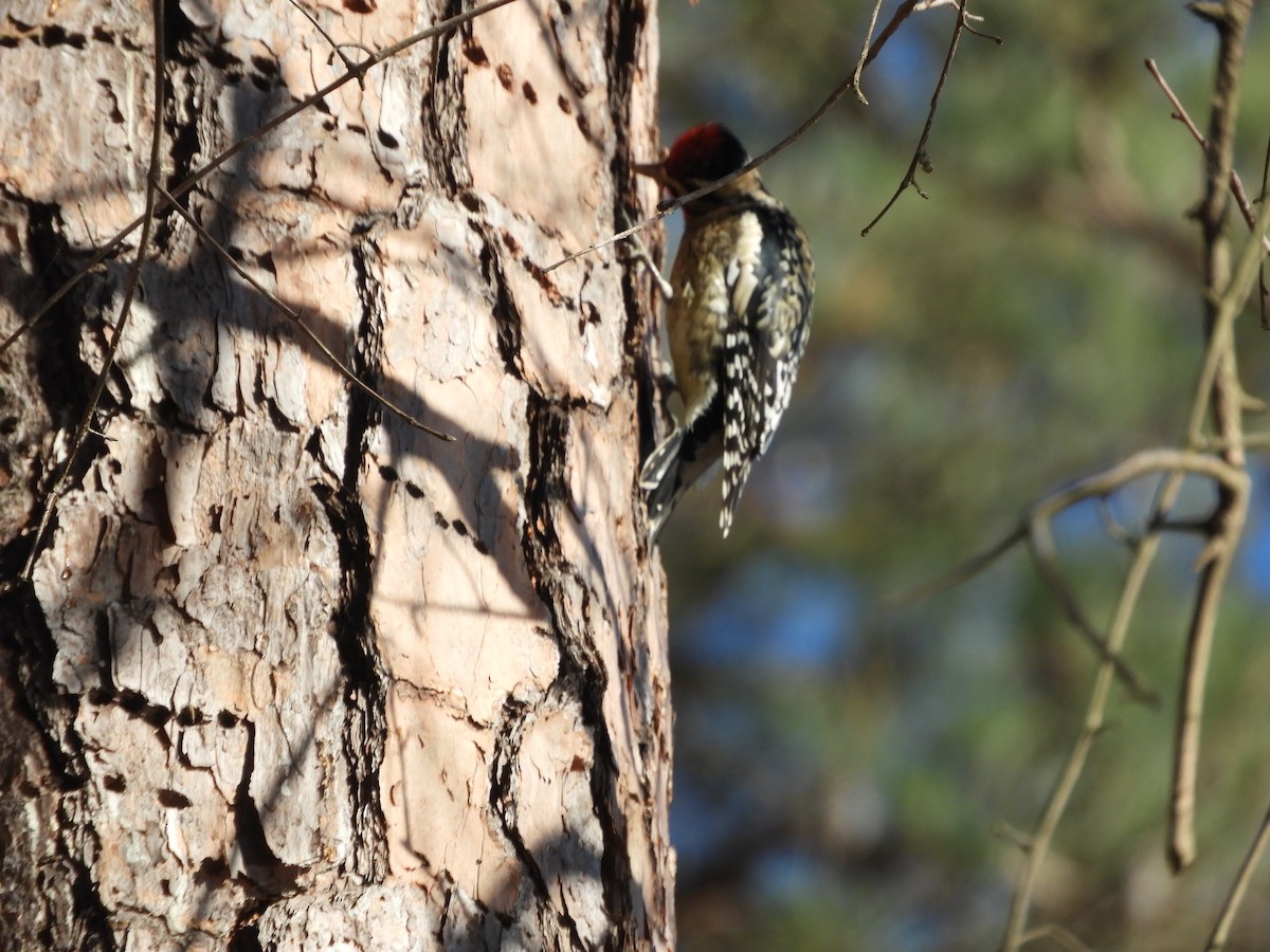 Yellow-bellied Sapsucker - ML629882672