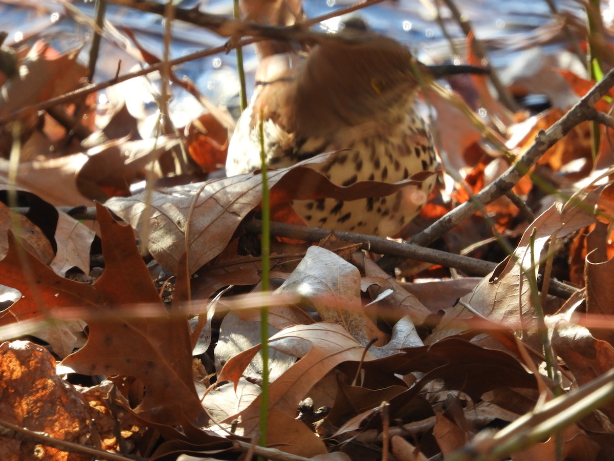 Brown Thrasher - ML629882683