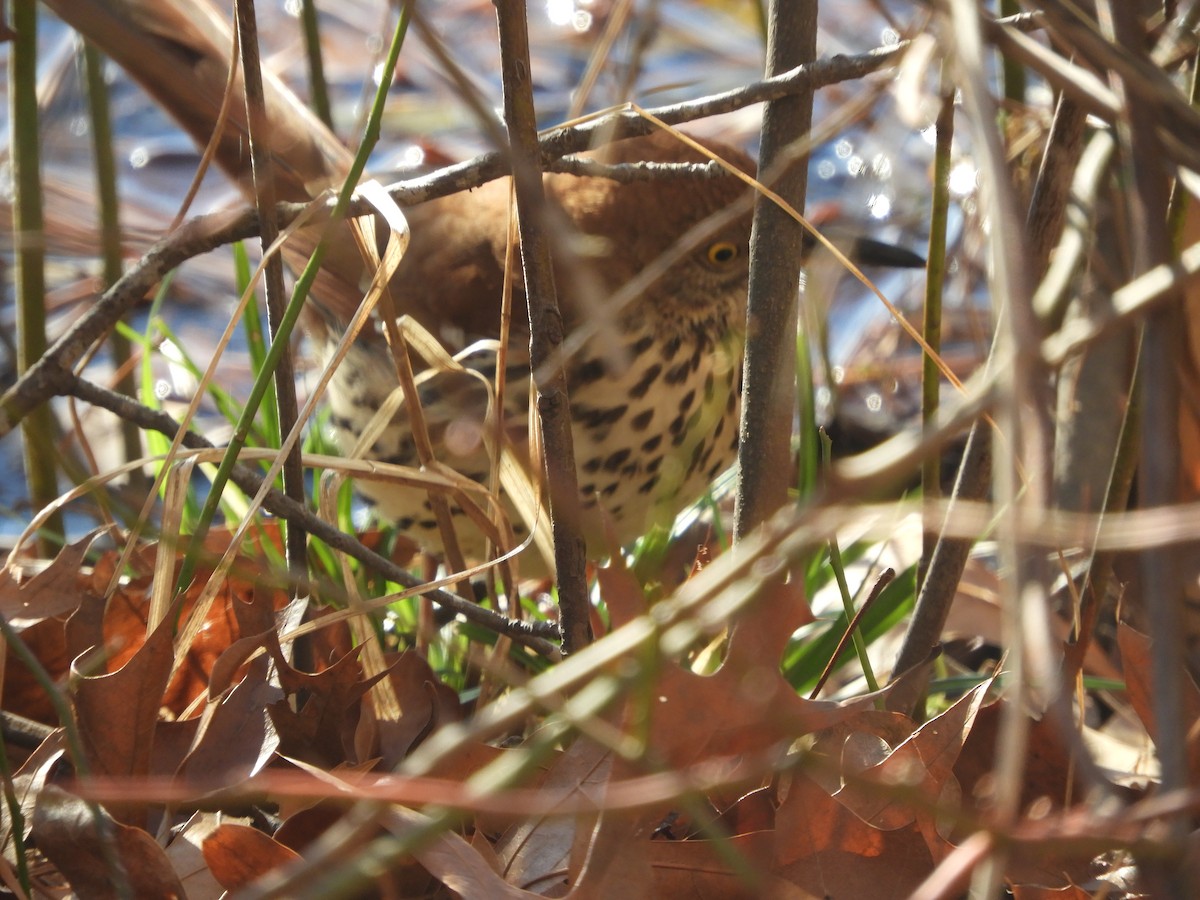 Brown Thrasher - ML629882684