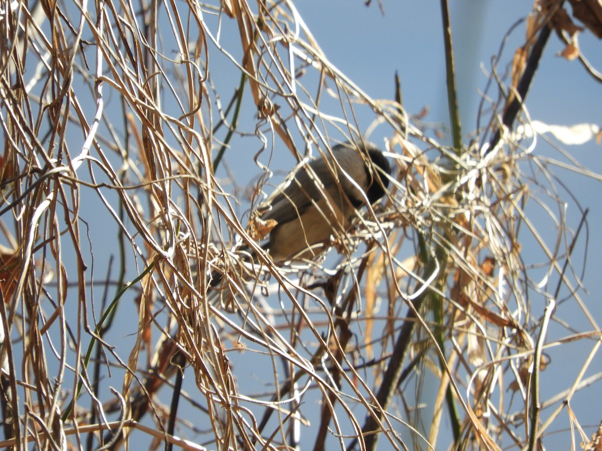 Carolina Chickadee - ML629882710