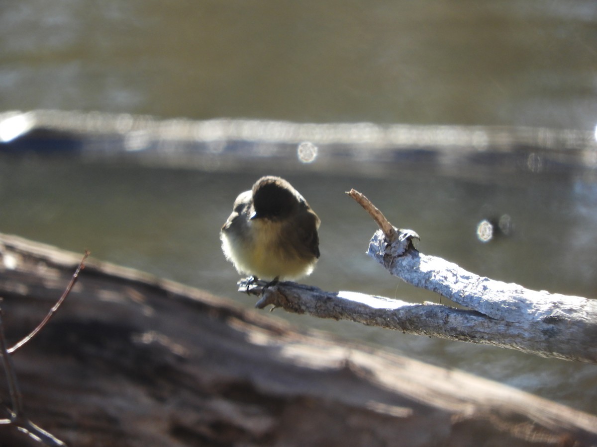 Eastern Phoebe - ML629882724