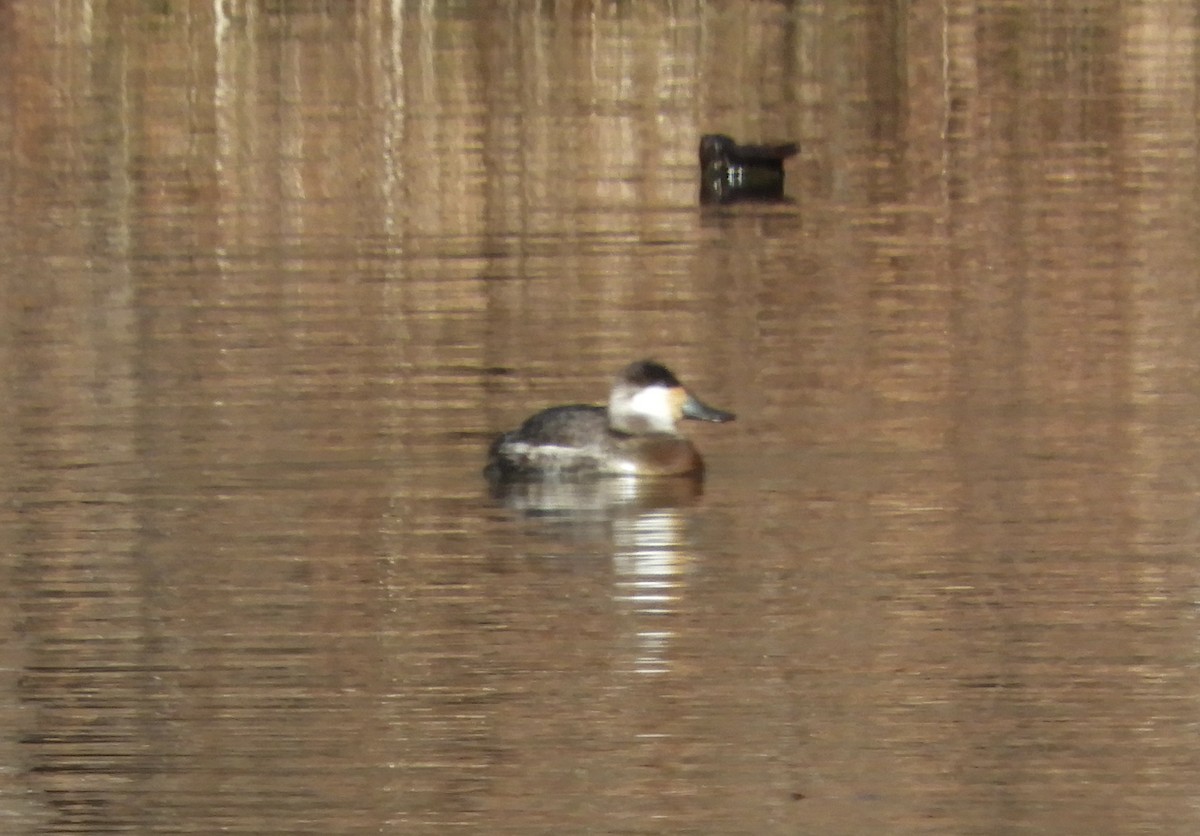 Ruddy Duck - ML629882728