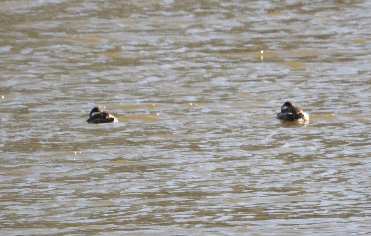 Ruddy Duck - ML629882729