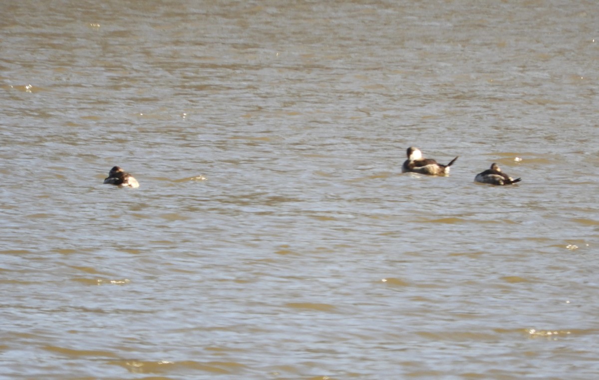 Ruddy Duck - ML629882730