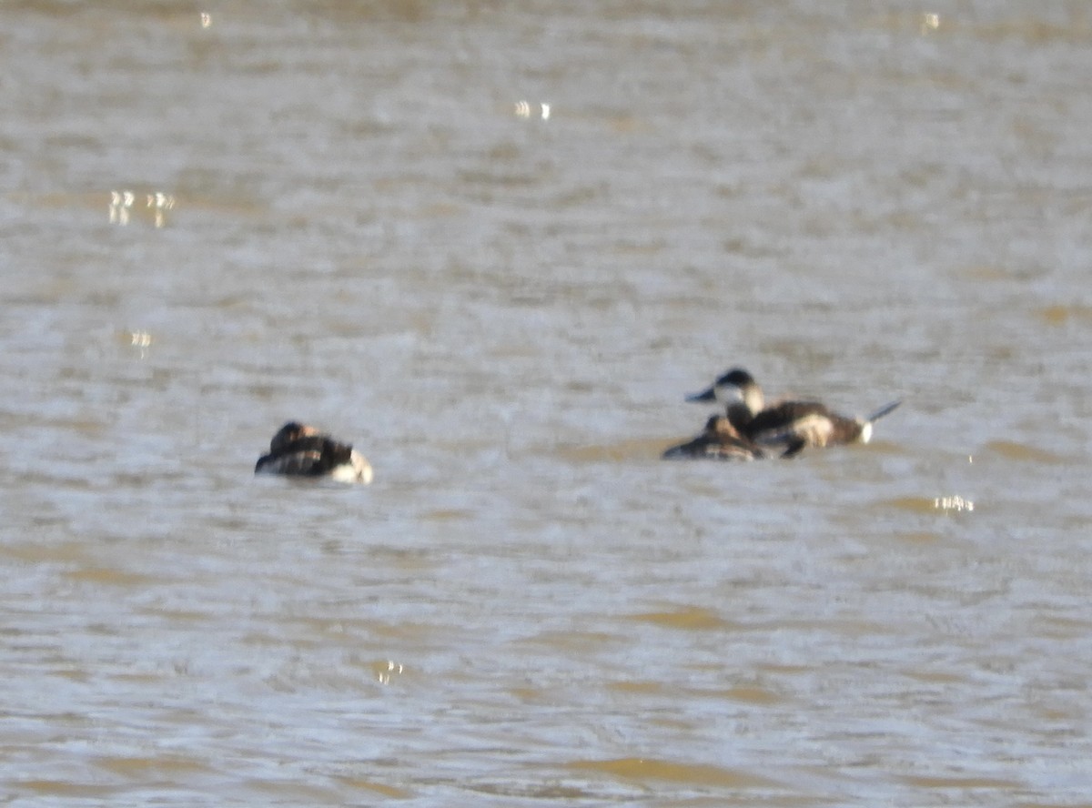 Ruddy Duck - ML629882731