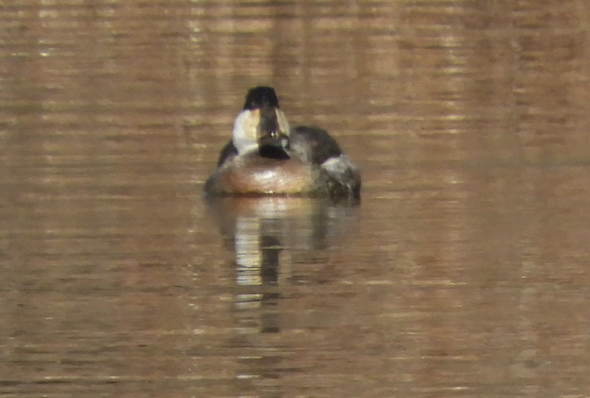 Ruddy Duck - ML629882732