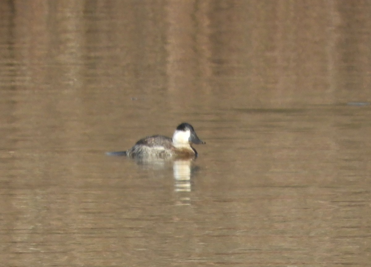 Ruddy Duck - ML629882733