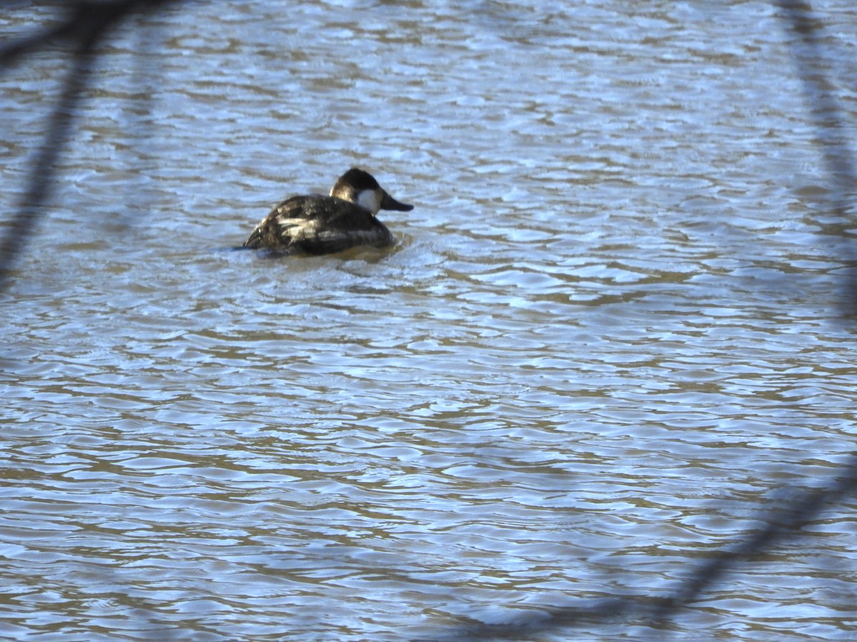 Ruddy Duck - ML629882734