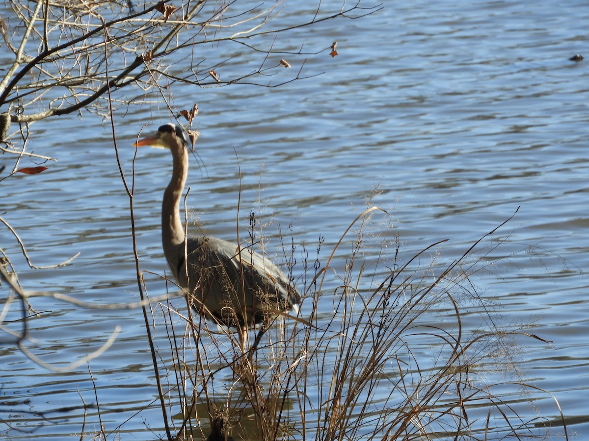 Great Blue Heron - ML629882754