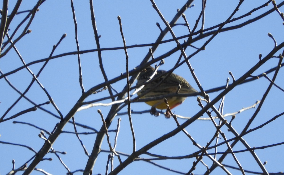 Eastern Meadowlark - ML629882791