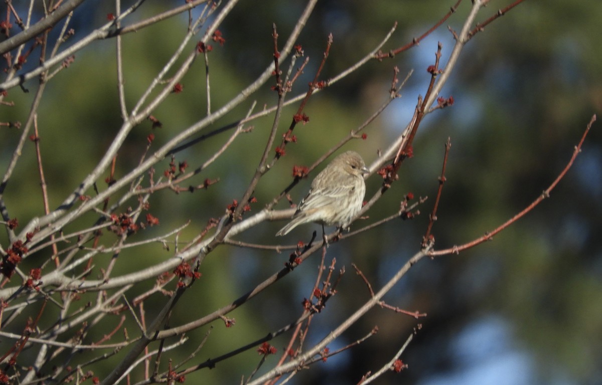 House Finch - ML629882816