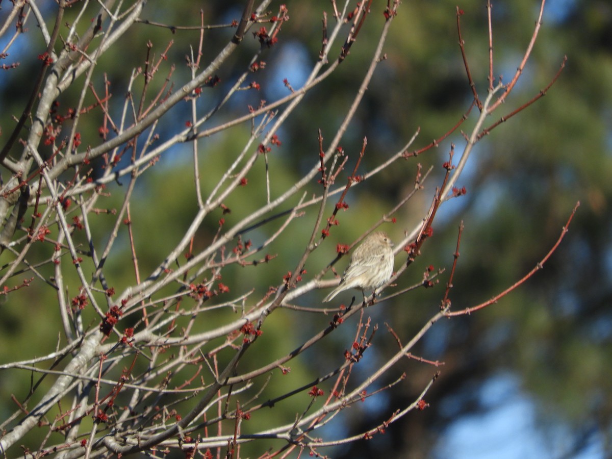 House Finch - ML629882817