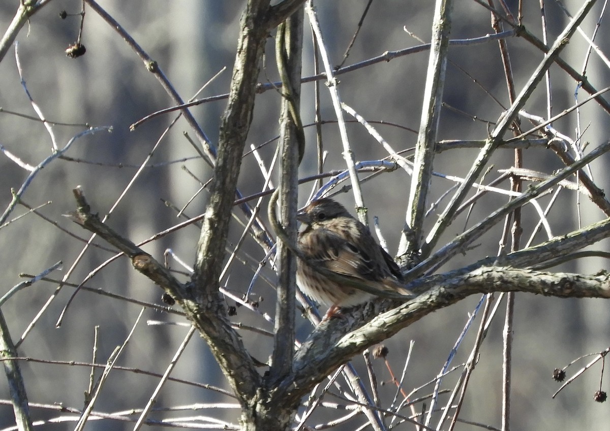 Song Sparrow - ML629882828