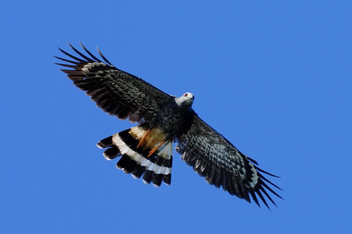 Crane Hawk - ML629883070